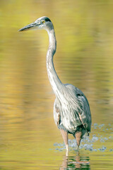 Great Blue Heron