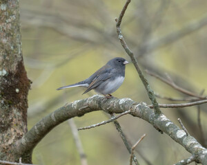 Junco