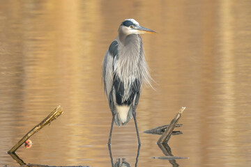 Great blue heron