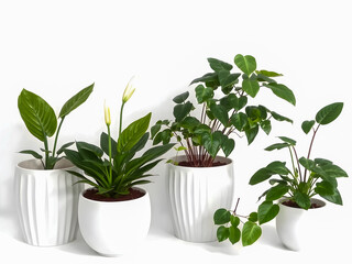 Fototapeta premium A potted green herb, a fresh houseplant showing growth