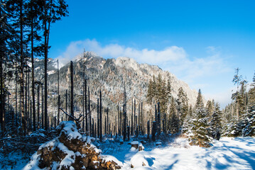 Fototapety na wymiar - Fototapeta24.pl