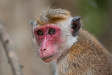 Portrait of toque macaques - Macaca sinica. Photo from Wilpattu National Park in Sri Lanka. Monkey endemic to Sri Lanka.