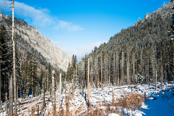 Fototapety na wymiar - Fototapeta24.pl