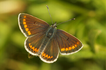 Closeup on a Brown argus butterfly , Aricia agestis, with spread wings