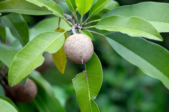 Manilkara zapota (Chiku) with Green Leaves and Brown Fruit