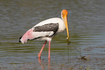 Painted stork - Mycteria leucocephala wading in water and eating shellfish. Photo from Wilpattu National Park in Sri Lanka.