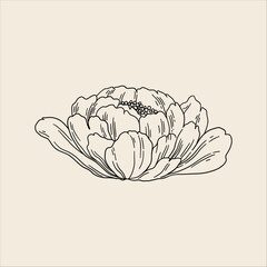 Peony Flower Line Art Illustration