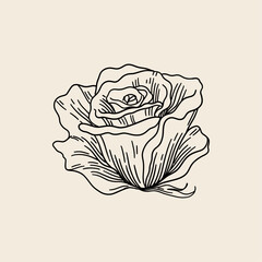 Rose Flower Head Line Art Illustration