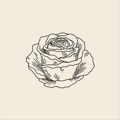 Rose Flower Head Line Art Illustration