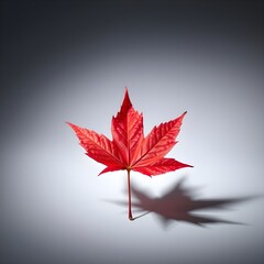 red maple leave
