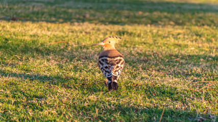 Eurasian hoopoe or Common hoopoe (Upupa epops) bird close-up on natural green grass background © Dmitrii Potashkin