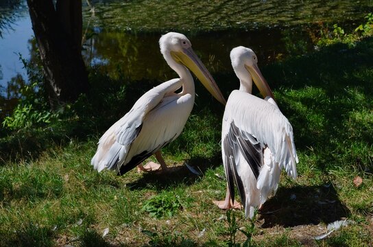 Great White Pelicans Resting by the Water. Two great white pelicans (Pelecanus onocrotalus) standing on a grassy bank near a calm body of water.