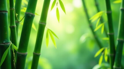 Vibrant Green Bamboo Stalks with Lush Foliage in a Tranquil Natural Setting