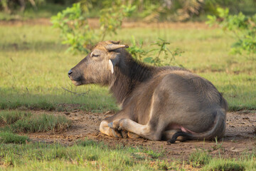 Wild water buffalo - Bubalus arnee migona also called Asian buffalo, Asiatic buffalo and wild...