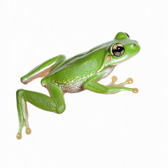 Obraz premium Green tree frog jumping on a white background