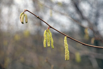Closeup of Hazel Catkins on a dull winter's day, Derbyshire England
