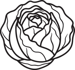 cabbage vegetable line art, black outline, vector and illustration, coloring book page line art drawing