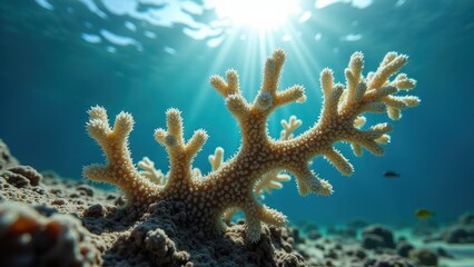 Fototapeta premium Close-up underwater view of a bleached coral affected by climate change 