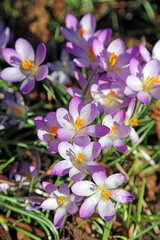 Macro overhead image of purple Early Crocus blooms, Derbyshire England

