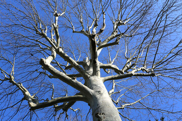 Platane en hiver sans feuilles