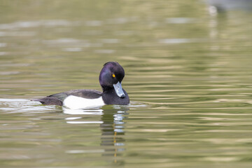 水面を泳ぐキンクロハジロの雄