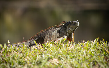 Iguana in the grass