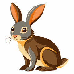 Rabbit white background 