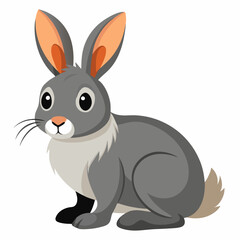 Rabbit white background 