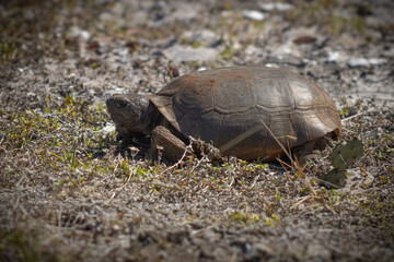 Gopher tortoise