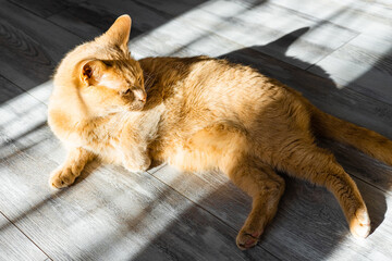 ginger cat basking in the sun lying on the floor. a domestic cat basks in the sun. shaggy cat. 