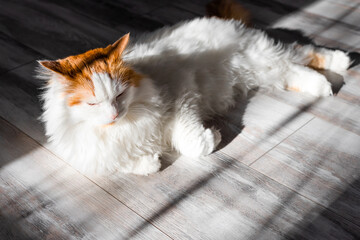 white shaggy cat basking in the sun lying on the floor.  a domestic cat basks in the sun. cat with...