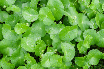 Close-up of fresh, green Gotu Kola leaves with water droplets.