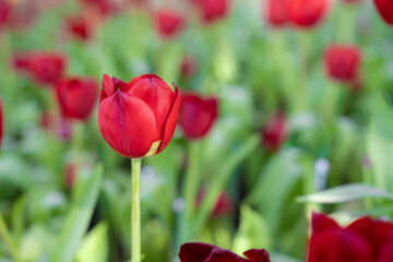 close-up of blooming red tulips. tulip flowers with deep red petals. forming flower arrangement.