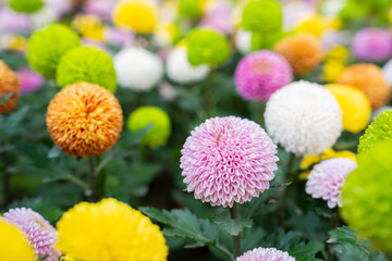 Beautiful pompom chrysanthemums are blooming.