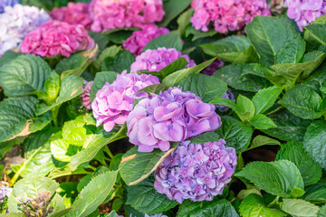 Blooming cultivar bigleaf hydrangea, Hydrangea macrophylla.