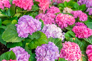 Blooming cultivar bigleaf hydrangea, Hydrangea macrophylla.