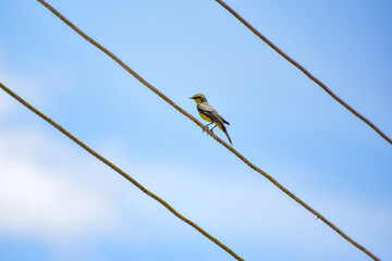 bird of the species Satrapa icterophrys known as Yellow-browed Tyrant perched on a metal cable with two other parallel cables