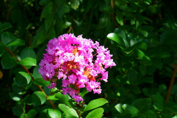 鮮やかなサルスベリの花