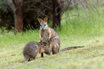 Wallaby säugt Jungtier auf einer Lichtung