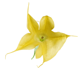 Brugmansia, Angel's trumpet or devil's trumpets, yellow flower isolated on white, clipping path