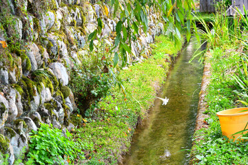 Obraz premium 用水路に咲くユリの花