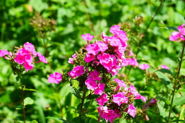 クサキョウチクトウの花