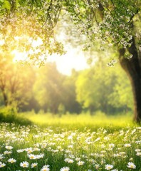 Obraz premium Sunny spring meadow with blooming daisies and trees.