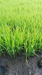 Rice seeds still in the nursery