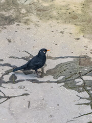 A blackbird (Turdus merula) stands on a textured, wet stone pavement with a leaf pattern. The bird...