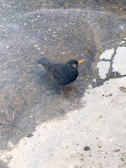 A blackbird (Turdus merula) stands on a textured, wet stone pavement with a leaf pattern. The bird has shiny black feathers, a bright orange-yellow beak and a prominent eye ring.