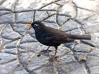 A blackbird (Turdus merula) stands on a textured, wet stone pavement with a leaf pattern. The bird has shiny black feathers, a bright orange-yellow beak and a prominent eye ring.