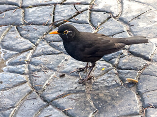 A blackbird (Turdus merula) stands on a textured, wet stone pavement with a leaf pattern. The bird has shiny black feathers, a bright orange-yellow beak and a prominent eye ring.