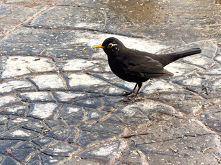A blackbird (Turdus merula) stands on a textured, wet stone pavement with a leaf pattern. The bird has shiny black feathers, a bright orange-yellow beak and a prominent eye ring.