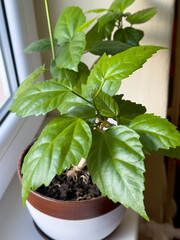 A close-up of a Chinese hibiscus leaf (Hibiscus rosa-sinensis) with a shiny surface, jagged edges and a distinct vein structure. 